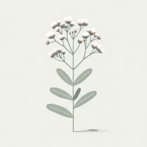 A simple illustration of Antennaria parlinii (Parlin's Pussytoes) featuring its small white to pinkish flower heads clustered together on slender stem