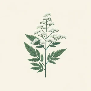 A simple illustration of Meadowsweet (Spiraea alba) featuring its distinct white clusters of small flowers