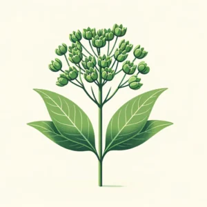 A simple illustration of Short Green Milkweed (Asclepias viridiflora) featuring its small clusters of greenish flowers with five petals