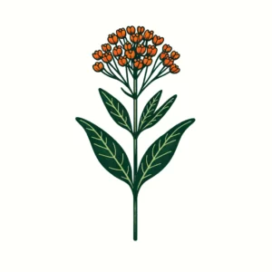 An illustration of Butterfly Milkweed (Asclepias tuberosa). The plant should have slender, green stems with narrow, lance-shaped leaves