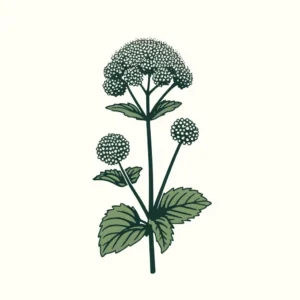 An illustration of Clustered Mountain Mint (Pycanthemum muticum). The plant should have slender, green stems with opposite, lance-shaped leaves