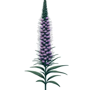 An illustration of Dense Blazing Star (Liatris spicata). The plant should have a tall, slender green stem with narrow, grass-like leaves