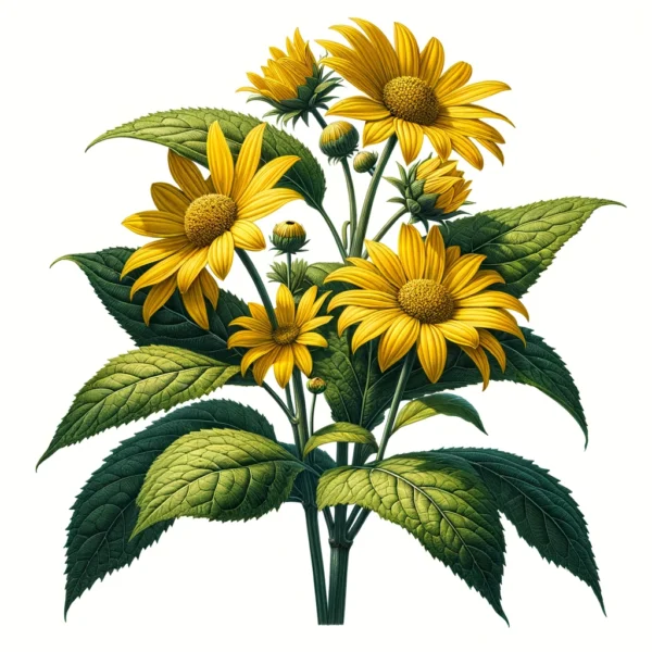 An illustration of Early Sunflower (Heliopsis helianthoides). The plant features bright yellow, daisy-like flowers
