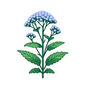 An illustration of Mist Flower (Conoclinium coelestinum). The plant should have a slender, green stem with broad, heart-shaped leaves