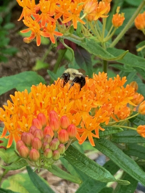 Native plants are for pollinators