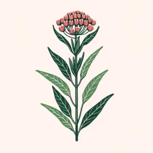 A simple illustration of Rose Milkweed (Asclepias incarnata). The plant should have tall, slender green stems with elongated, lance-shaped leaves