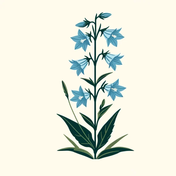 A simple illustration of Tall Bellflower (Campanula americana) featuring a tall, slender stem adorned with multiple blue, star-shaped flowers