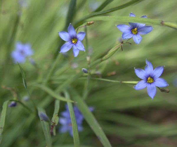 Blue-eyed Grass (Sisyrinchium angustifolium)