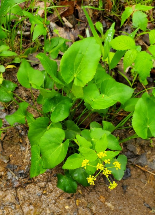 Heart-leaf Golden Alexanders (Zizia aptera) - Image 2