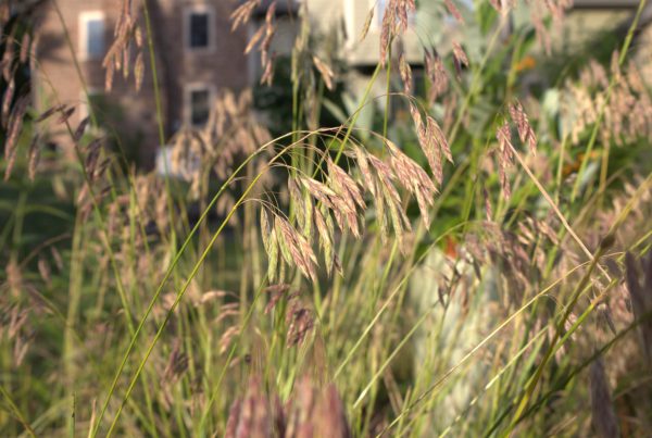 Prairie Brome (Bromus kalmii)