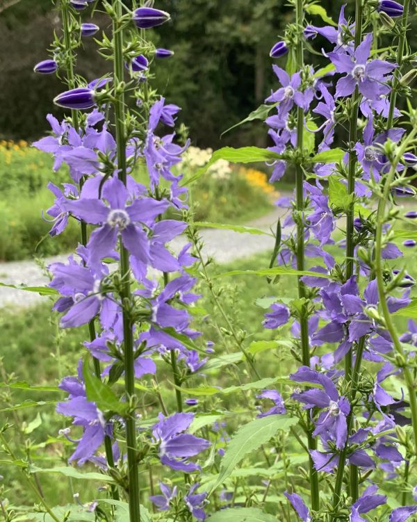 Tall Bellflower (Campanula americana)