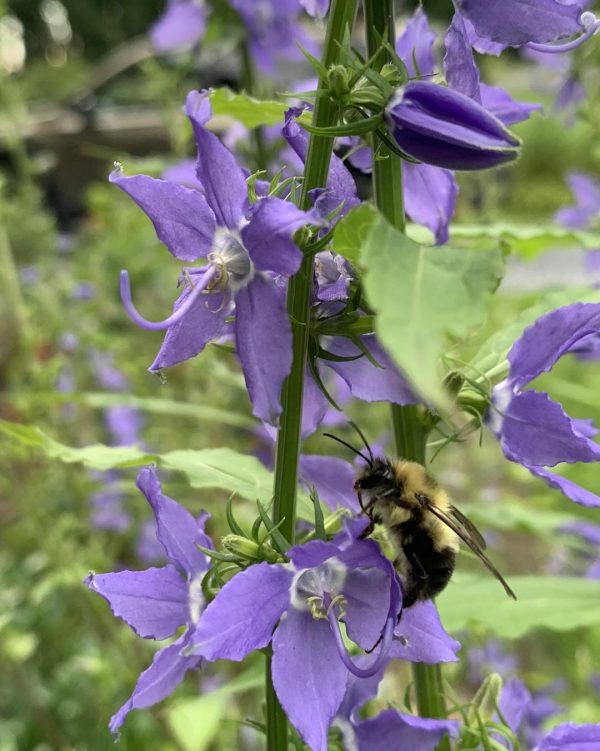 Tall Bellflower (Campanula americana)