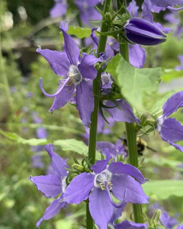 Tall Bellflower (Campanula americana)