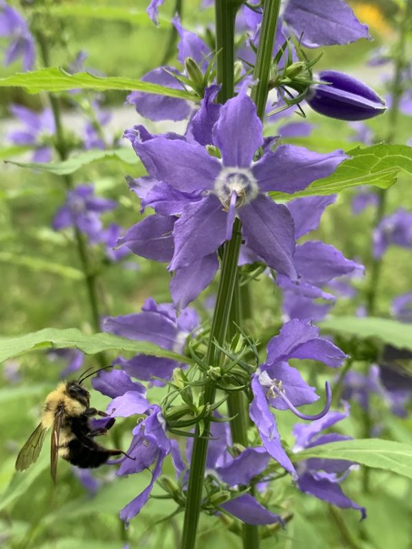 Tall Bellflower (Campanula americana)