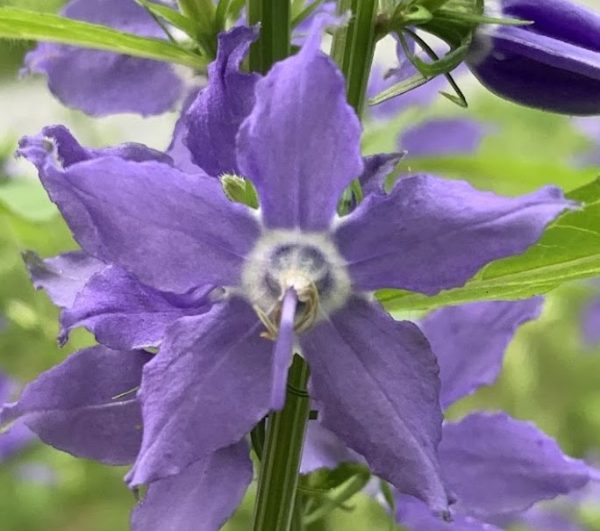 Tall Bellflower (Campanula americana)